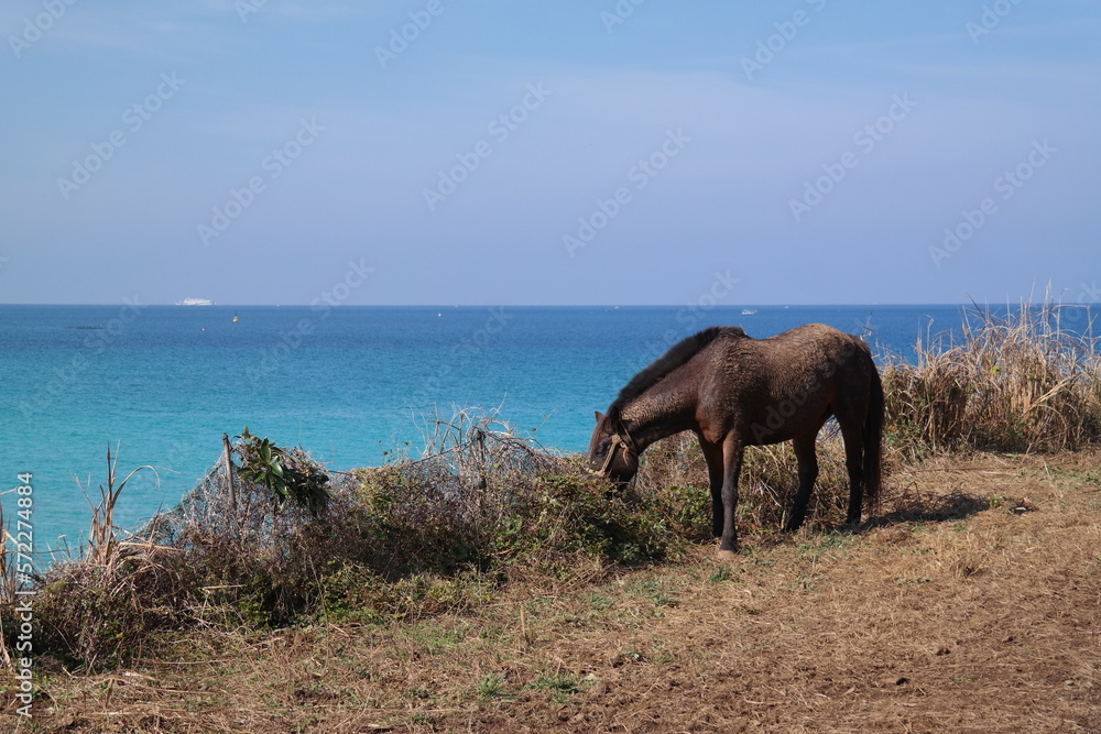 The sea and a horse in Jeju Island, South Korea The sea and a horse in Jeju Island, South Korea