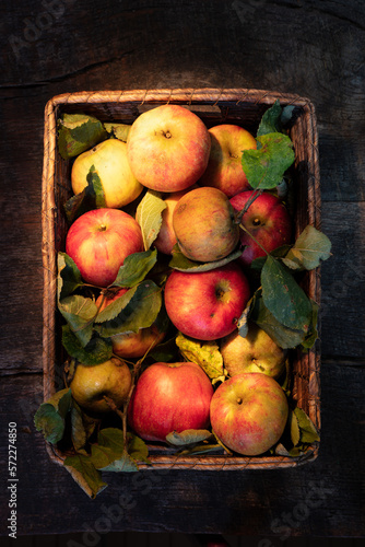 A full basket of freshly picked colorful apples in a basket on a wooden table portrait format