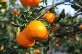 Tangerines are growing on the tangerine tree
