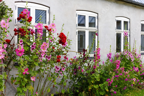 Beautiful colourful hollyhocks Alcea rose flower bloom at the window of the village house.  © Natalia