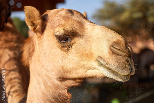 A portrait of a camel in the UAE camel market in Al Ain