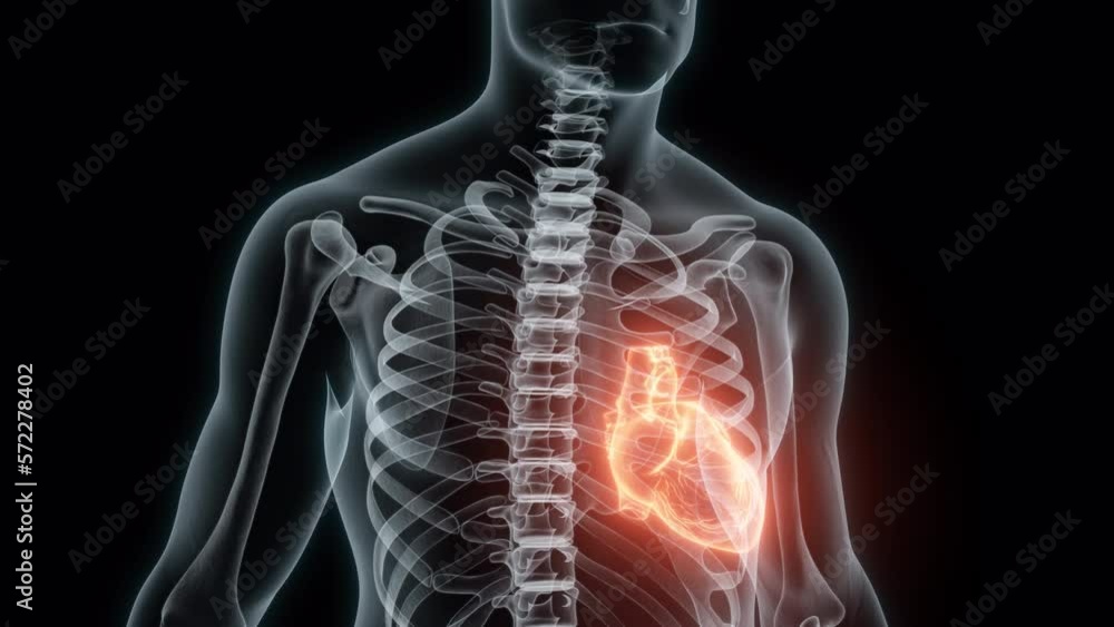 3D rendering Medical Animation of a Human Heart.Xray of a Beating