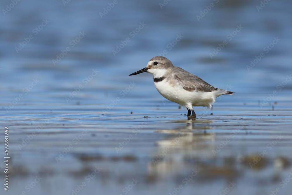 Wrybill or Ngutu pare (Anarhynchus frontalis) is the only bird species in the world that has a laterally curved bill (bend sideways to the right), endemic to New Zealand, at Lake Ellesmere, Canterbury Wrybill or Ngutu pare (Anarhynchus frontalis) is the only bird species in the world that has a laterally curved bill (bend sideways to the right), endemic to New Zealand, at Lake Ellesmere, Canterbury