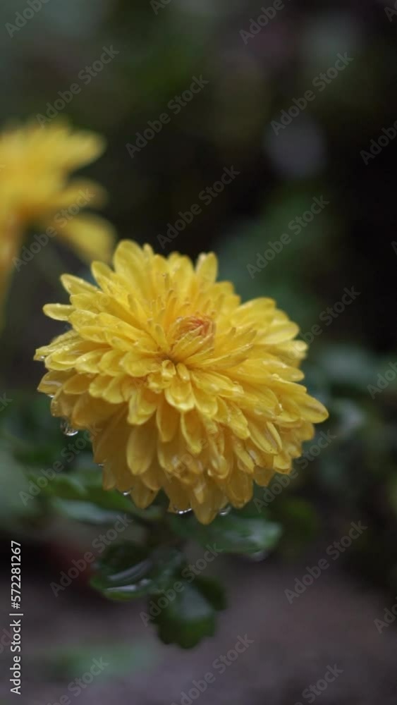 Raindrops are falling on a yellow flower Raindrops are falling on a yellow flower