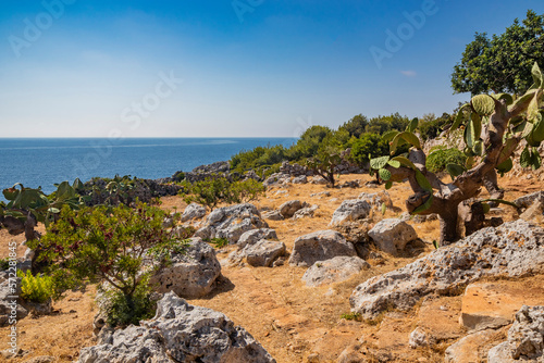 Gagliano del Capo. A garden of prickly pears and shrubs overlooks the beautiful panorama of the blue sea, on the rocky cliff of Salento. The path from Ciolo bridge to the spectacular Cipolliane caves. photo
