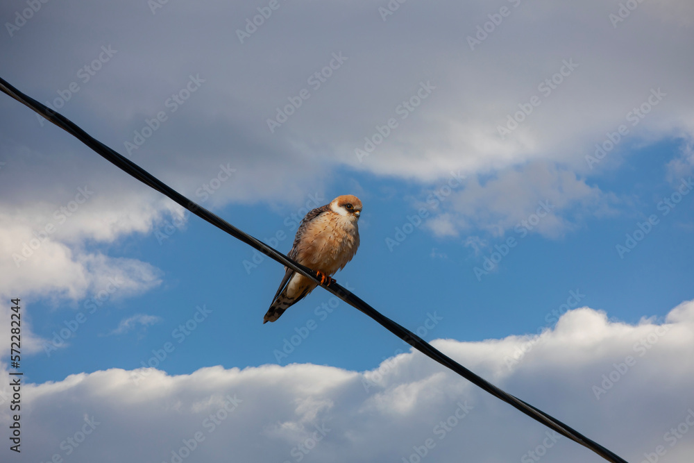 bird watching around on wire, Falco vespertinus, Red-footed Falcon bird watching around on wire, Falco vespertinus, Red-footed Falcon