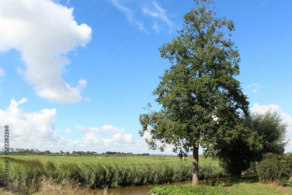 A tree in the field with a beautifull sky A tree in the field with a beautifull sky