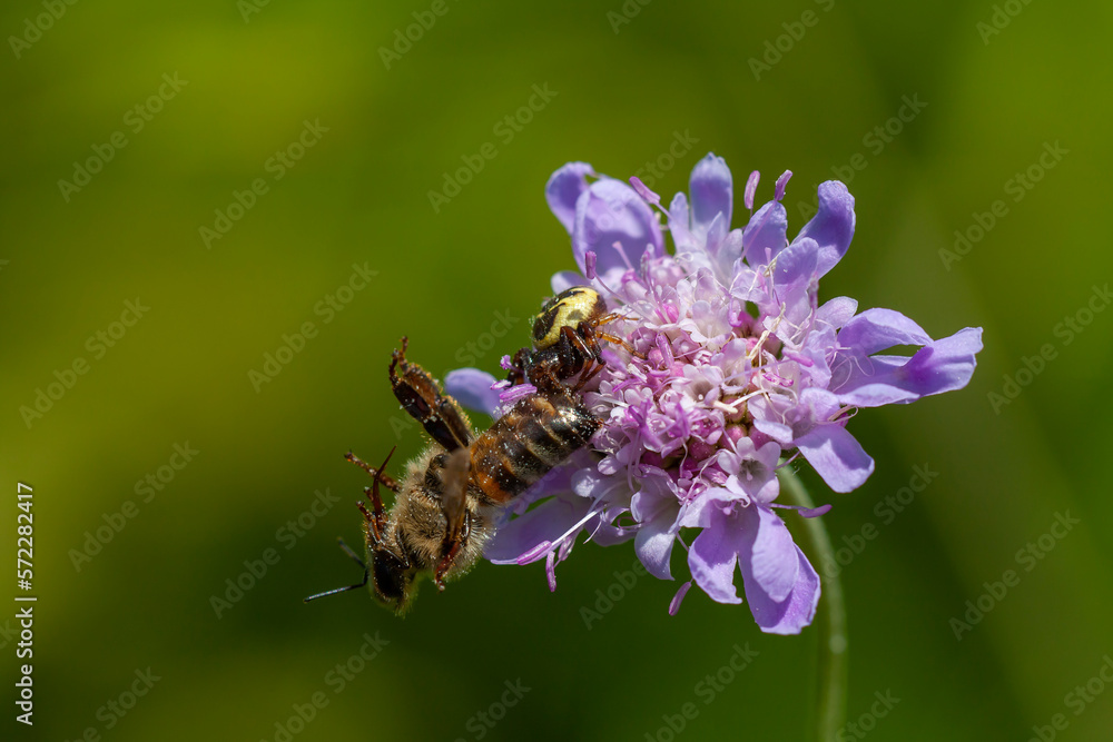 spider on scabies and the bee it caught spider on scabies and the bee it caught