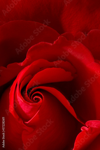 Close up of a red rose.