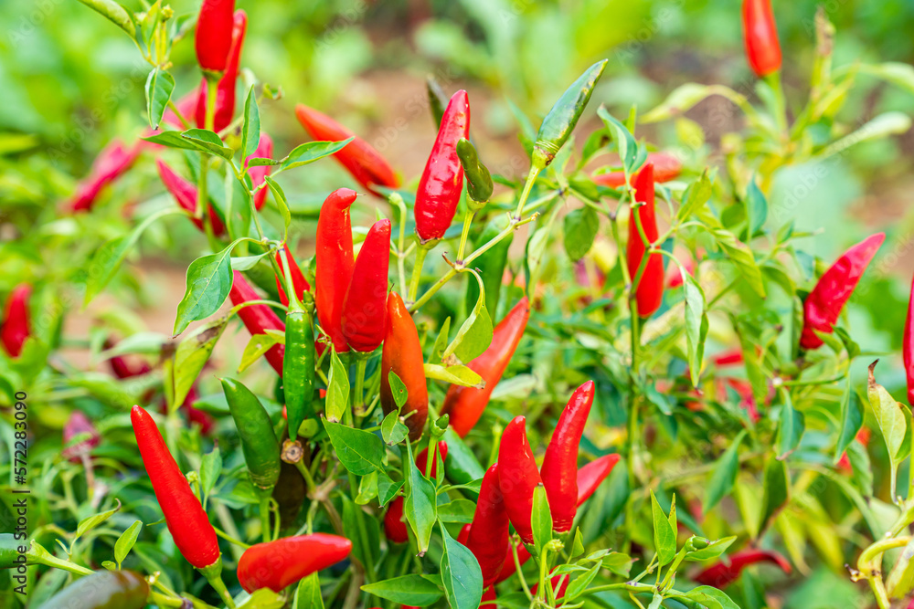 Field of hot chili pepper Field of hot chili pepper
