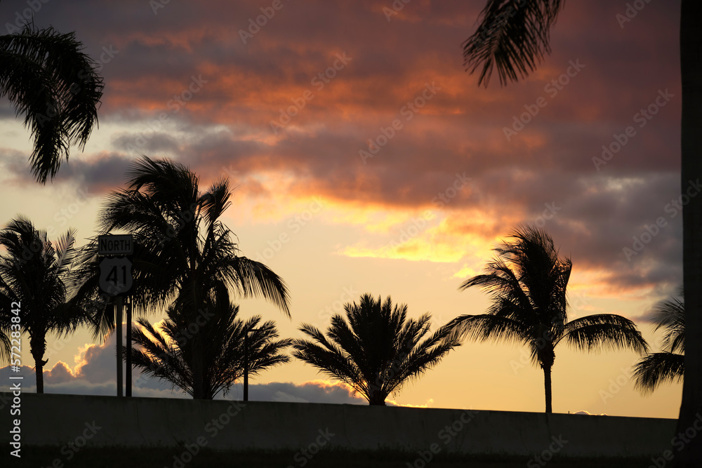 Beautiful dark coconut palm trees on tropical beach against evening sky. Summer vacation concept