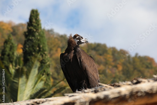 View of a wild vulture bird with a predatory look and a sharp beak on a blurred background of the natural habitat