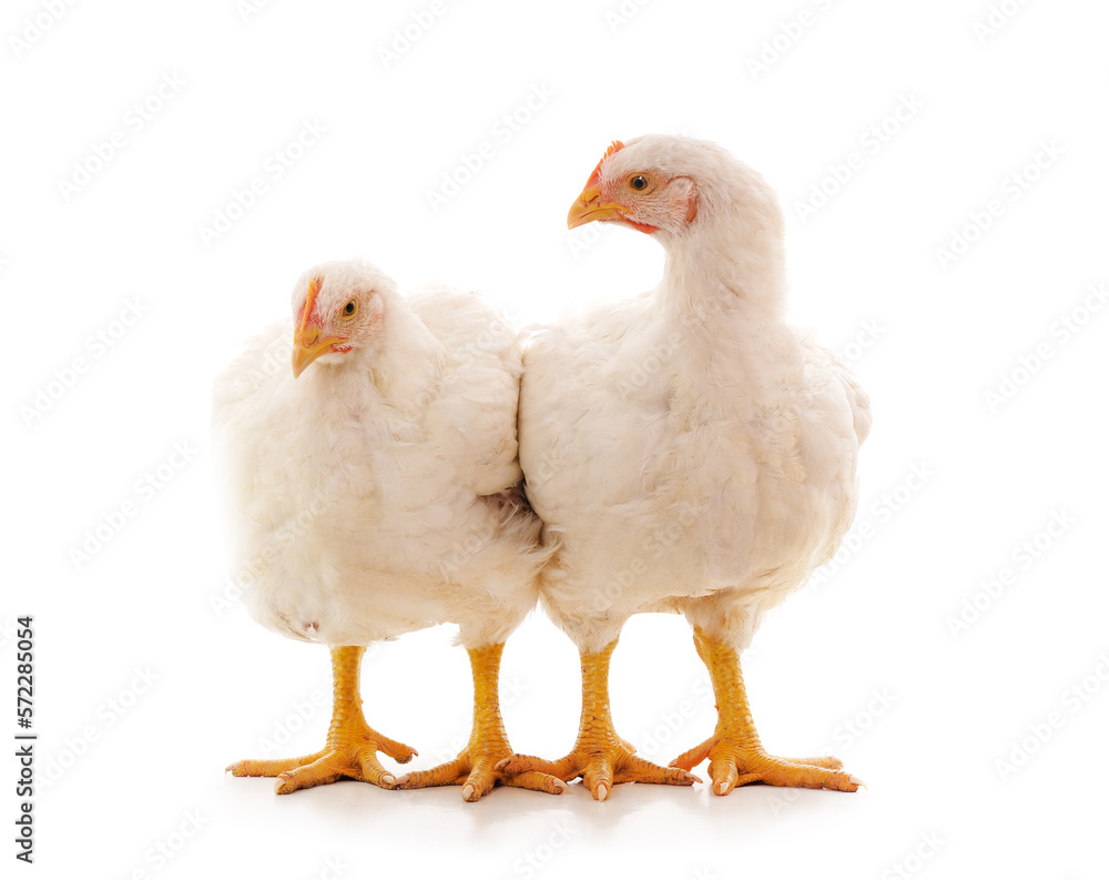 Two white chickens.