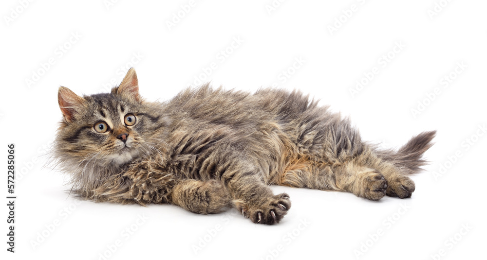 Naklejka premium Brown cat is lying.