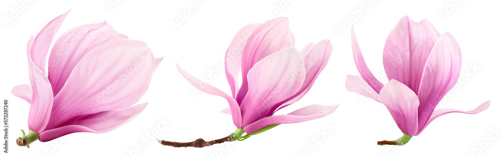 Pink magnolia flower isolated on white background with full depth of field Pink magnolia flower isolated on white background with full depth of field