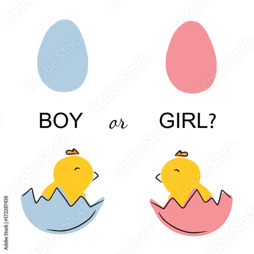 Guessing baby gender sex. Boy or girl predicting in pregnancy. Two chick in blue and pink shell. Baby shower. Announcement and celebration. Flat cartoon doodle vector illustration, small chicken.