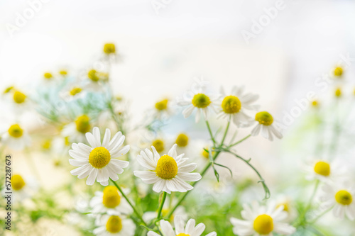 初夏のかわいいカモミールの花
