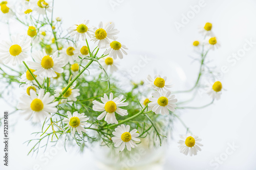 白い背景のカモミールの花