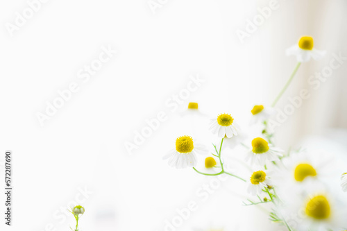 窓際のカモミールの花