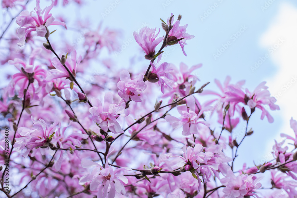 Naklejka premium magnolia gwieździsta, delikatne kwiaty magnolii w świetle poranka w słonecznym ogrodzie
