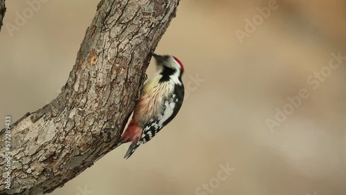 Middle spotted woodpecker under a snowfall searching for food in an oak forest in January
