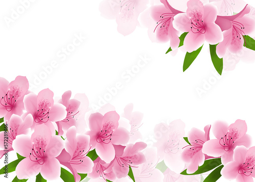 Background of pink rhododendron flowers full blooming 