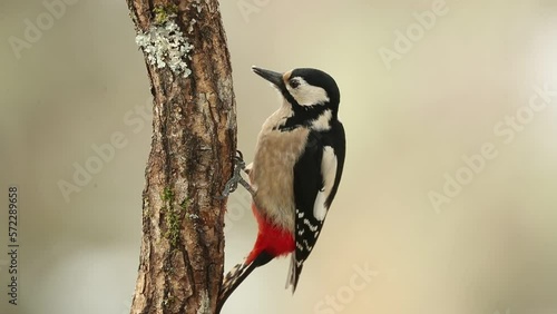 Great spotted woodpecker under a snowfall searching for food in an oak forest in January