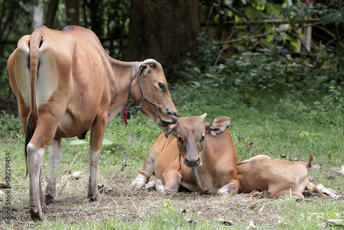 A pair of Javanese cows are guarding their calves from predators. This mammal has the scientific name Bos javanicus.