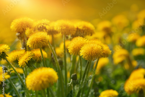 żółty mniszek lekarski w promieniach słońca na porannej łące jako baner, dandelion