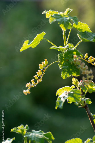 Currant young stalks on twigs spring time
