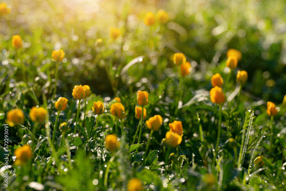 Backlit by sunlight ranunculus stalks closeup Backlit by sunlight ranunculus stalks closeup
