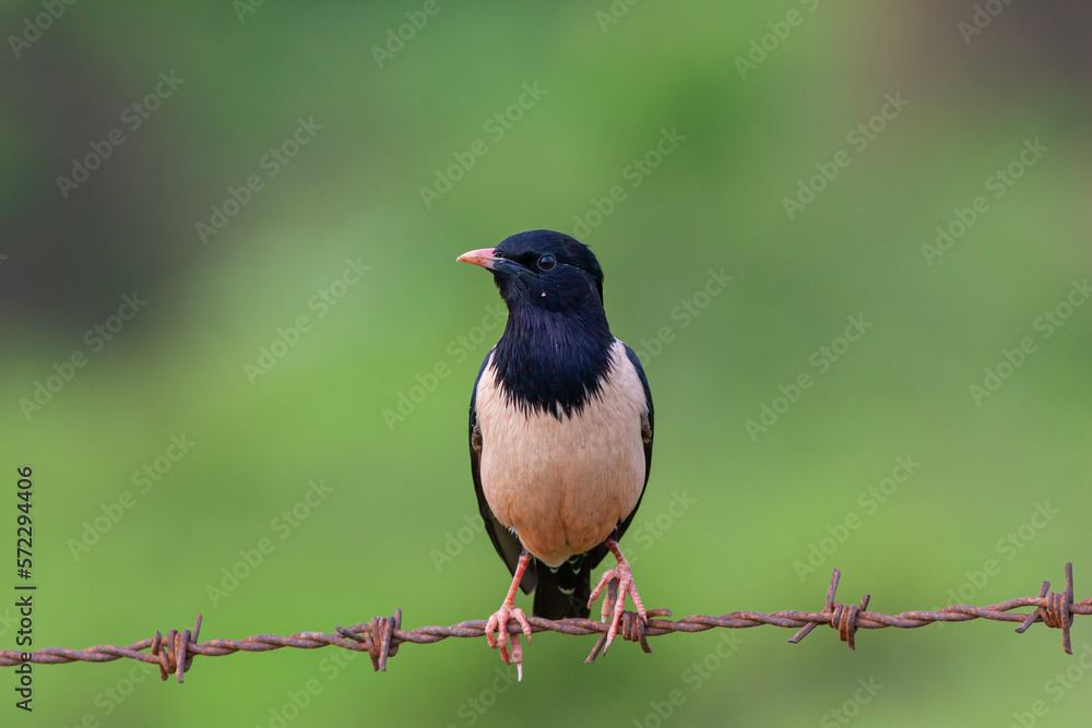 Obraz premium bird watching around on wire, Rosy Starling, Pastor roseus