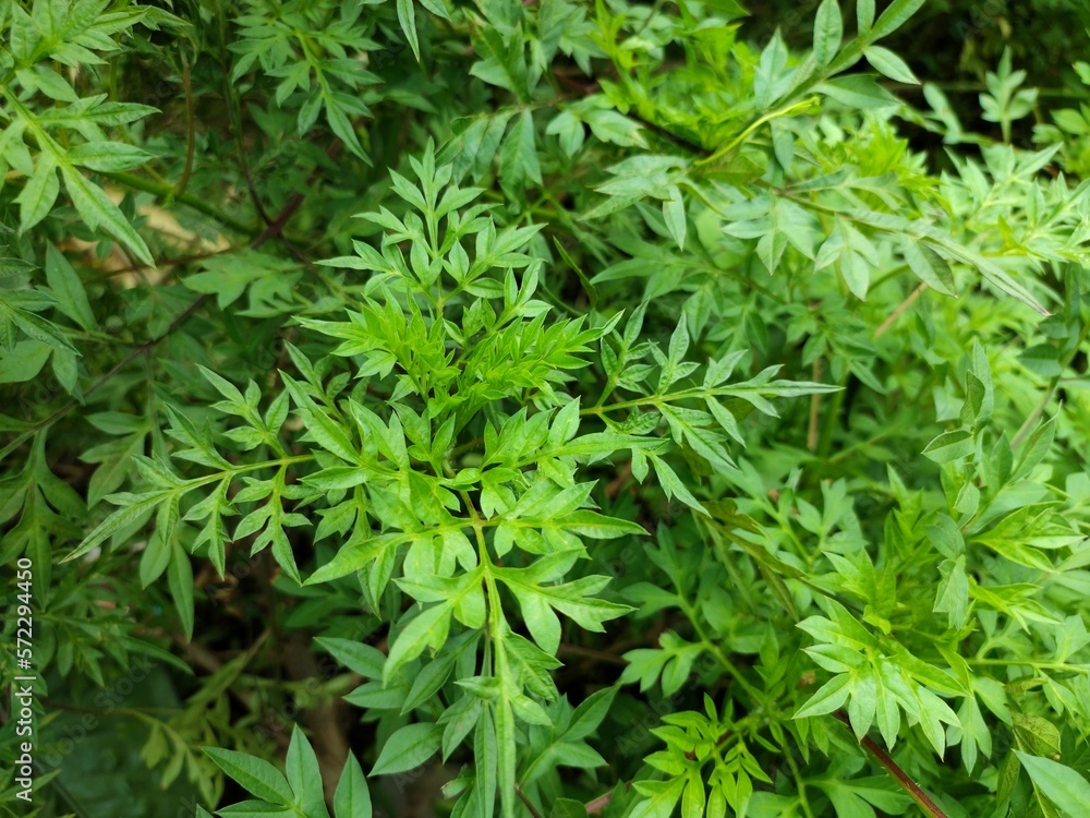 Kenikir plant or Cosmos is a tropical plant belonging to the Asteraceae tribe, which thrives in gardens Kenikir plant or Cosmos is a tropical plant belonging to the Asteraceae tribe, which thrives in gardens