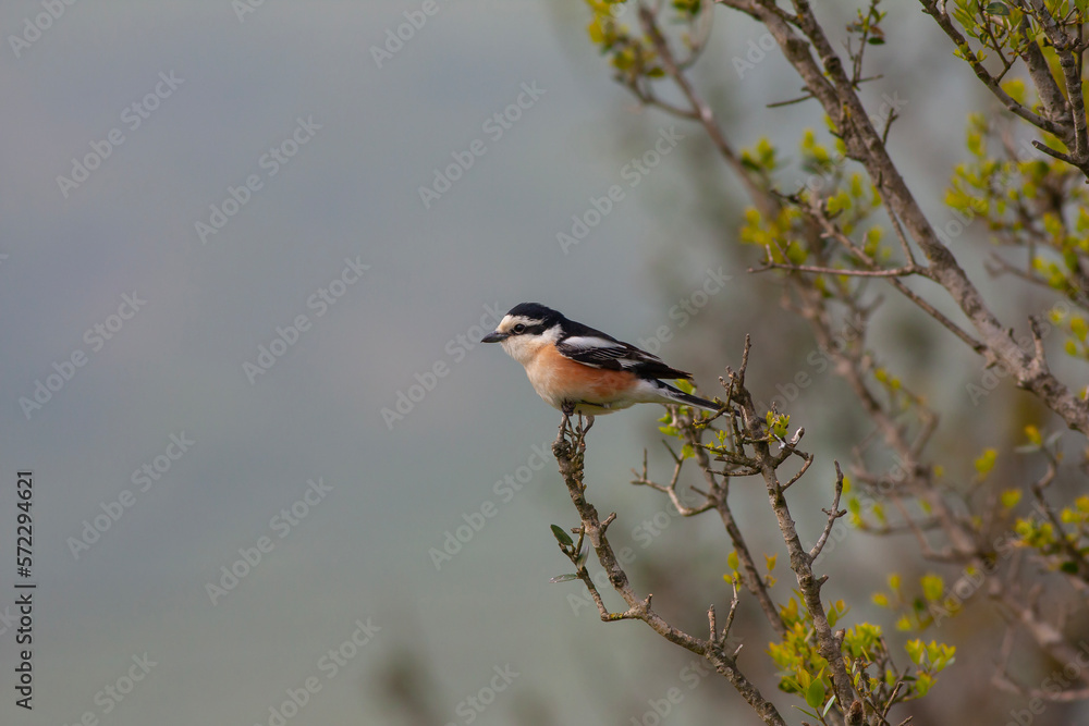 bird looking around in woodland, Masked Shrike, Lanius nubicus bird looking around in woodland, Masked Shrike, Lanius nubicus