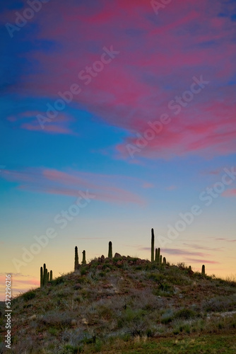 Saguaro Cactus on a small hill with dramatic colorful clouds in Tonto National Forest, Arizona.