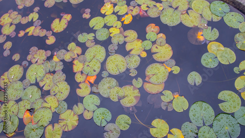 Photos Lily Pads in a Garden Pond during a Spring Rain Water Lilies Green, Yellow , Col