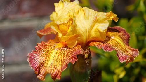 Tall Tiger Shark Bearded Iris Bloom and Stalk Spring Colors Yellow Red Orange Green Flowering Bulbs Unique Species