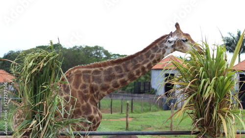 Photography Giraffe in the zoo