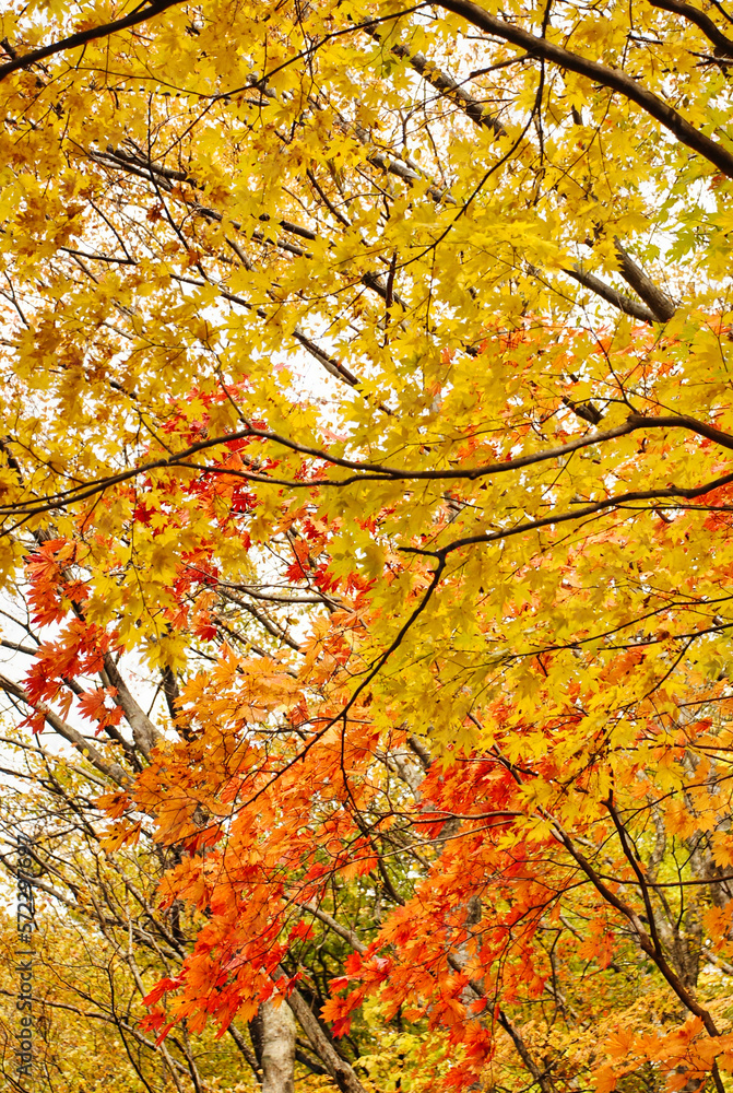 Japanese scenery - autumn leaves in the forest Japanese scenery - autumn leaves in the forest