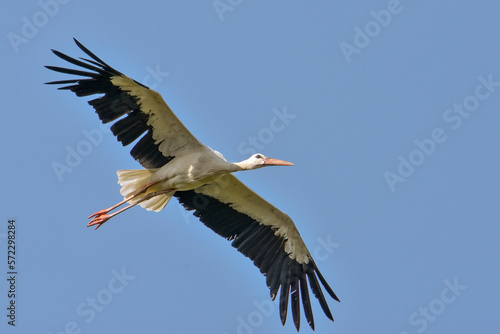 White stork (Ciconia ciconia) in flight against clear blue sky. Italy.