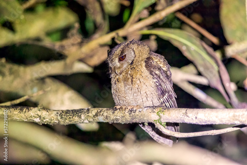 Indian scops owl (Otus bakkamoena) at Thattekkad Bird Sanctuary, Kerala, India. photo