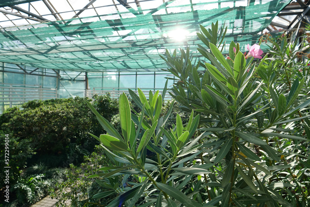 Beautiful green plants grows in hothouse, protection of rare plant species Beautiful green plants grows in hothouse, protection of rare plant species