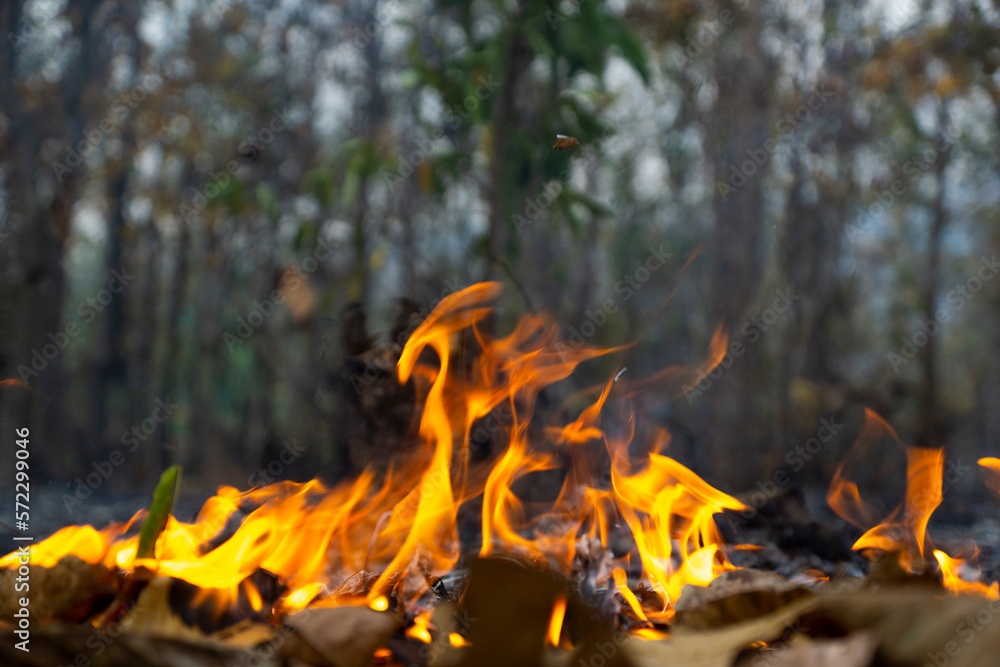wildfire in Asia Burning ground covered with dry leaves, Disasters and smog threats wildfire in Asia Burning ground covered with dry leaves, Disasters and smog threats