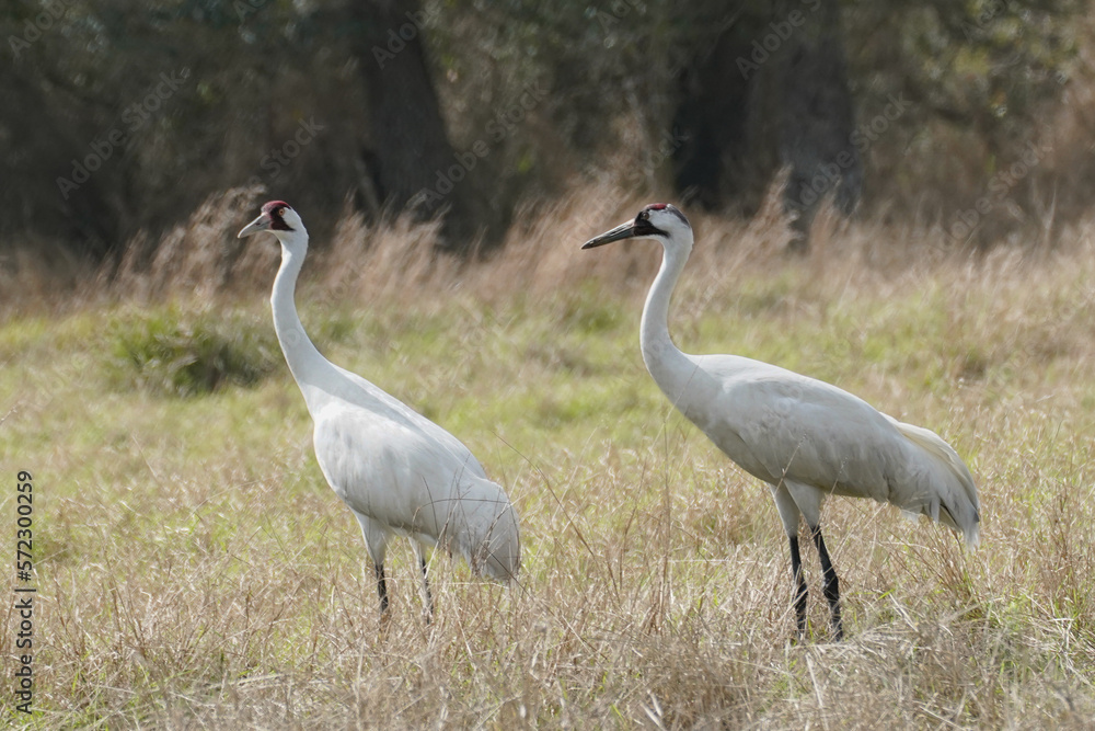 Pair of Whooping Cranes in Field on Wintering Grounds Pair of Whooping Cranes in Field on Wintering Grounds
