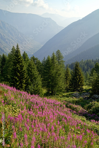 Mountain slope with blooming fireweed, epilobium, and a view of a valley in the Western Alps, Maritime Alps, Italy, France, Europe © si2016ab