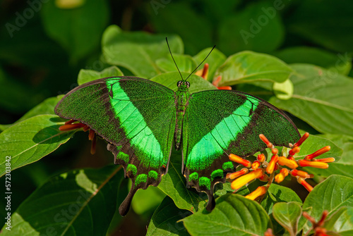 Green swallowtail butterfly close up photo