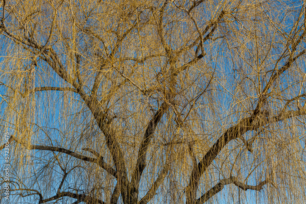 Obraz premium Salix babylonica. Weeping willow with its leafless drooping branches in winter.