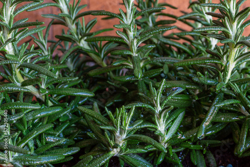 Rosmarinus officinalis. Rosemary  detail of the branches and leaves of the shrub.