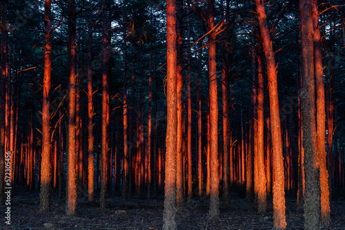 Pinus sylvestris. Scots pine forest at sunset. Pine forest of Camposagrado, León, Spain. photo