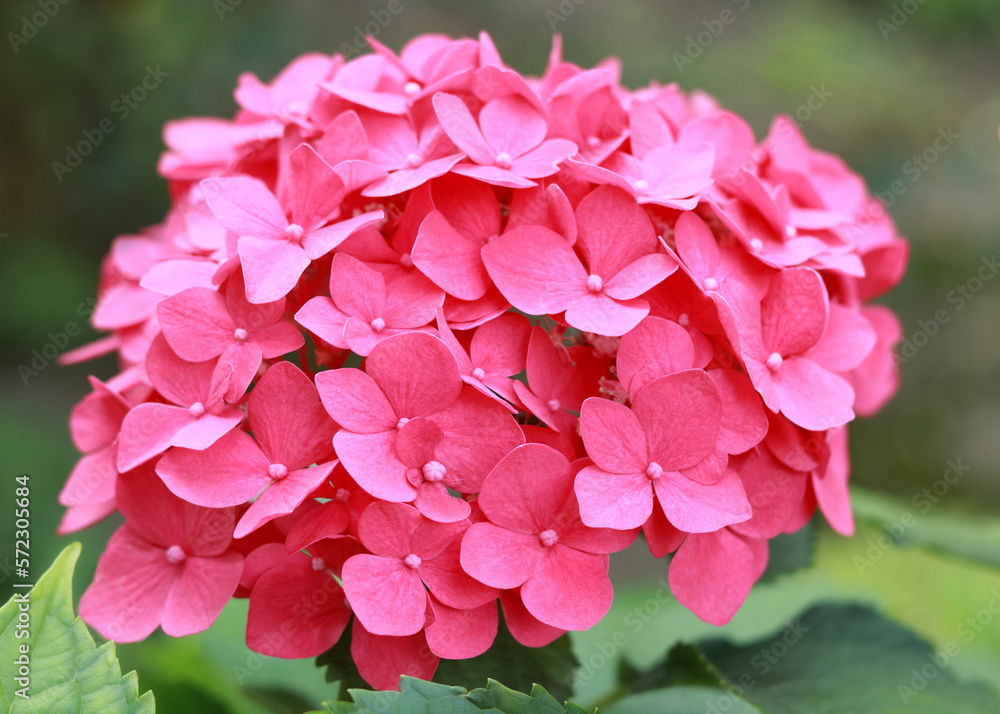 Hydrangea Macrophylla. Blooming Hydrangea close-up in the summer. Lush flowering pink Hortensia and green leaves . Flowering hortensia plant. Blossoming pink flowers in summer garden. Beautiful bush